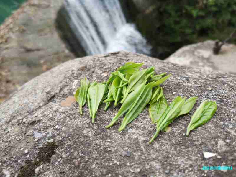 明前茶 绿茶 高山茶 野生茶图2