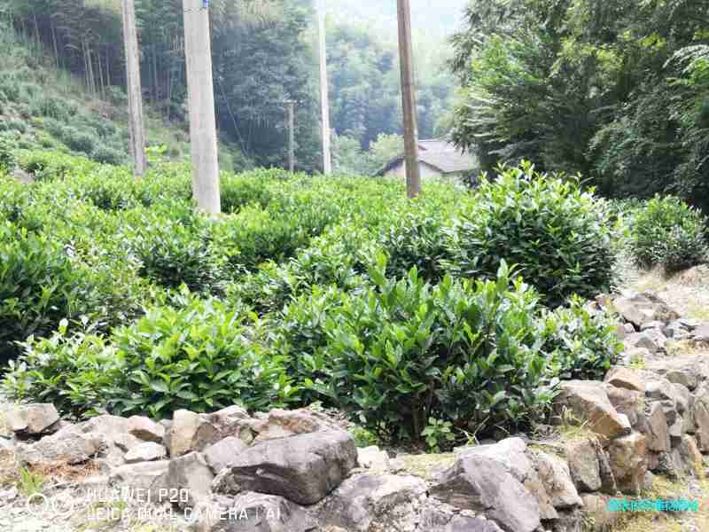 明前茶 绿茶 高山茶 野生茶图3