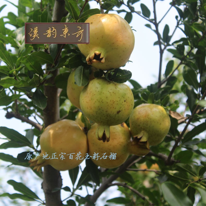 正宗怀远石榴白花玉籽石榴产地直销图2