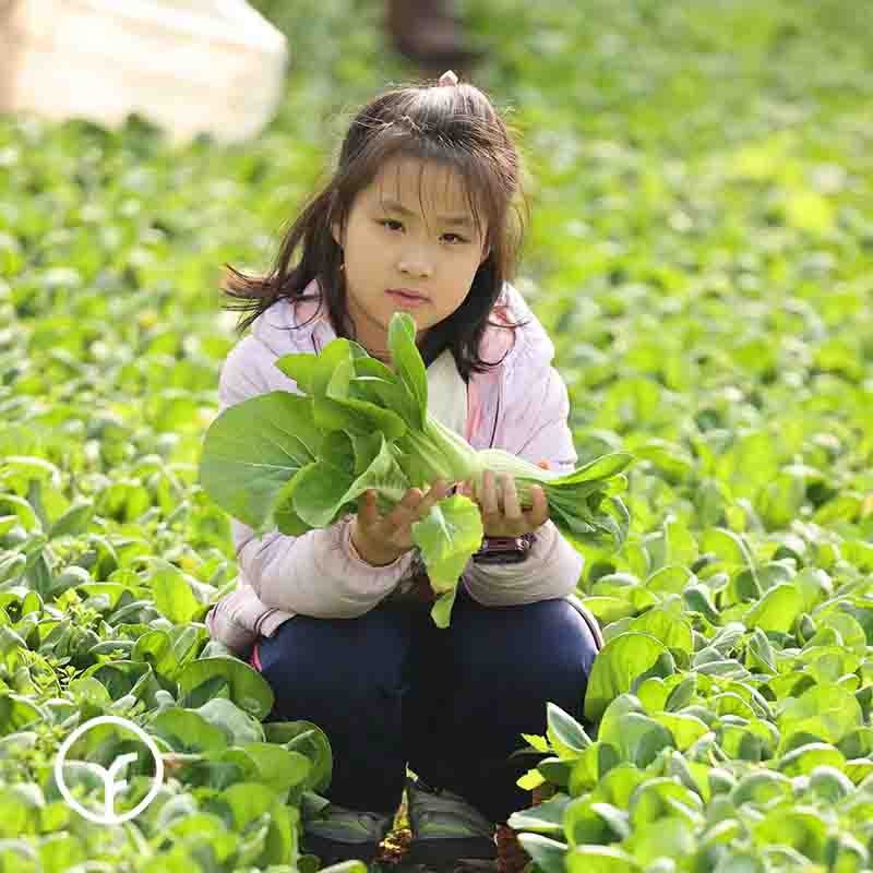【检测SGS308项农残未检出 云南仓有机菜来了！高原有机菜！】 更大分量，更多实惠 多品种自由组合，订单满59元包邮到家】顺丰速运更快更新图4