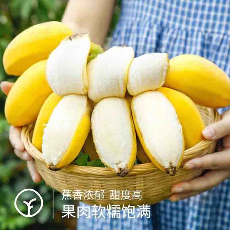 【SGS298项农残未检出 树上熟9成熟苹果蕉】非常有风味的香蕉 不打催熟剂和保鲜剂 供应香港基地 收到放黄偏软一点再吃 市面上几乎买不到【SGS298项农残未检出 树上熟9成熟苹果蕉】非常有风味的香图3