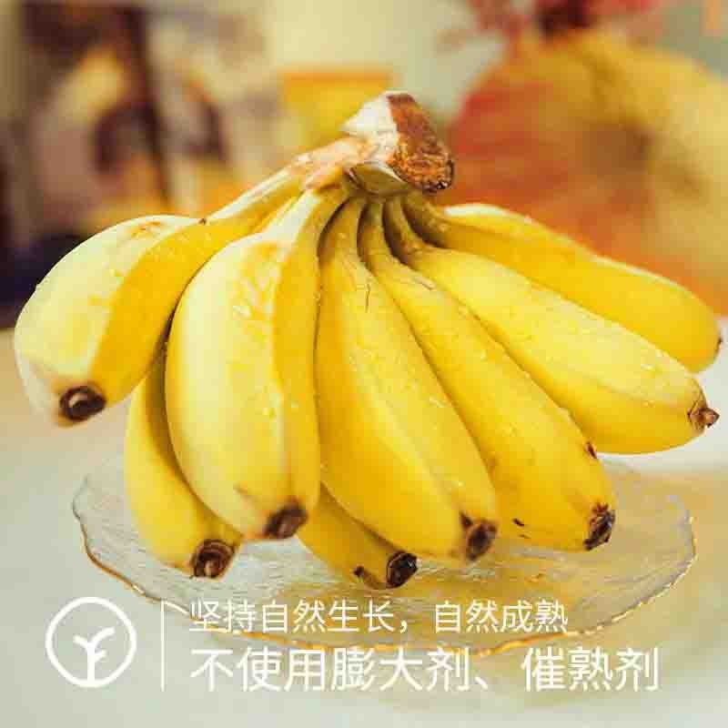 【SGS298项农残未检出 树上熟9成熟苹果蕉】非常有风味的香蕉 不打催熟剂和保鲜剂 供应香港基地 收到放黄偏软一点再吃 市面上几乎买不到【SGS298项农残未检出 树上熟9成熟苹果蕉】非常有风味的香图5