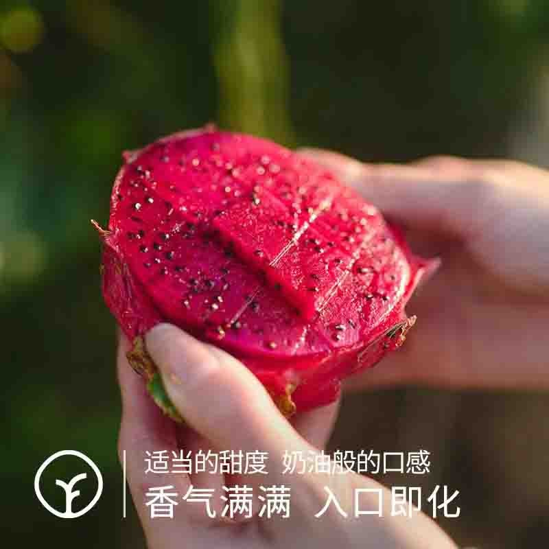 【远方检测SGS298项农残未检出 树上熟火龙果 99%的人没吃过！】 比之前的口感还要好！5斤装高端品种 金都一号 富含花青素图2