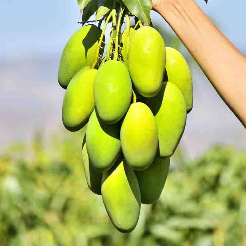 【咬一口就惊艳！攀枝花椰香芒 5斤装】远方好物出品 椰奶香味浓郁 特定果园 高熟度 有风味的好芒果 颠覆你对芒果的认知！图4