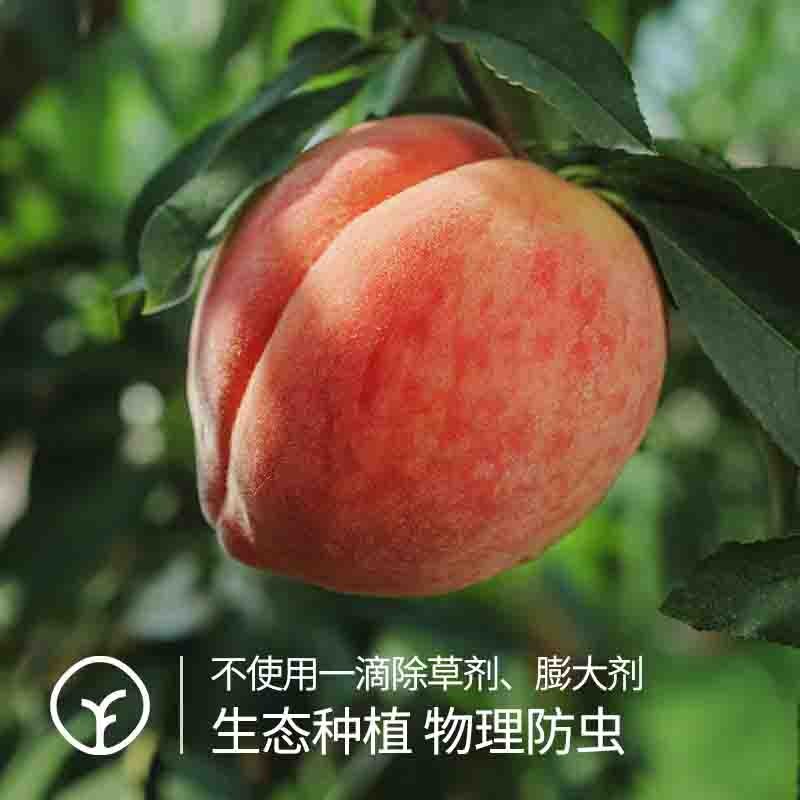 【远方检测307项农残0检出 人间仙桃晚湖景！远方好物出品！来自上天的恩赐！】产自龙泉驿 晚湖景水蜜桃4.5斤装  国内水蜜桃天花板 绝绝子 YYDS！图3