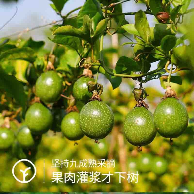 【308项农残未检出 这才是百香果！一百种香气在里面！原始森林里的百香果！】即食百香果 很香甜有芭乐味 非一般百香果可比！收到微微发黄就可食用3.5斤图3