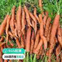 【远方检测SGS308项农残未检出 高原有机吮指水果胡萝卜】产自云南高原土地 光照充足 土质肥沃 脆嫩爽口 亦蔬亦果2kg家庭装带叶带泥发货