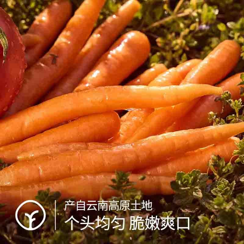 【远方检测SGS308项农残未检出 高原有机吮指水果胡萝卜】产自云南高原土地 光照充足 土质肥沃 脆嫩爽口 亦蔬亦果2kg家庭装带叶带泥发货图5
