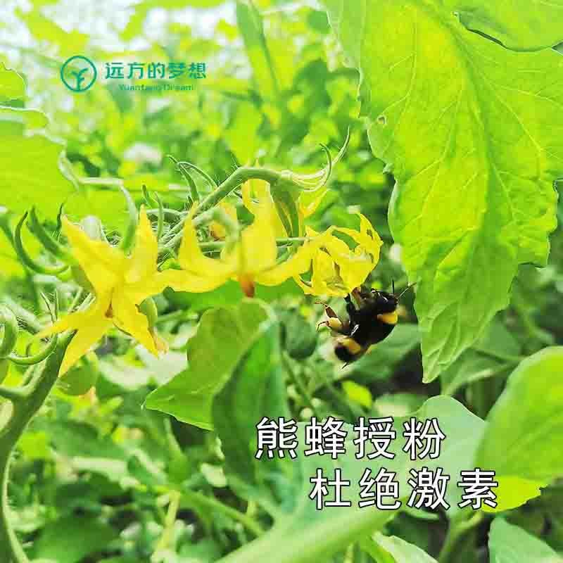 【北京仓发货！自选有机菜市场来了！】品种丰富，自由组合 订单满59元包邮到家 顺丰速运 更快更新7月2日上图3