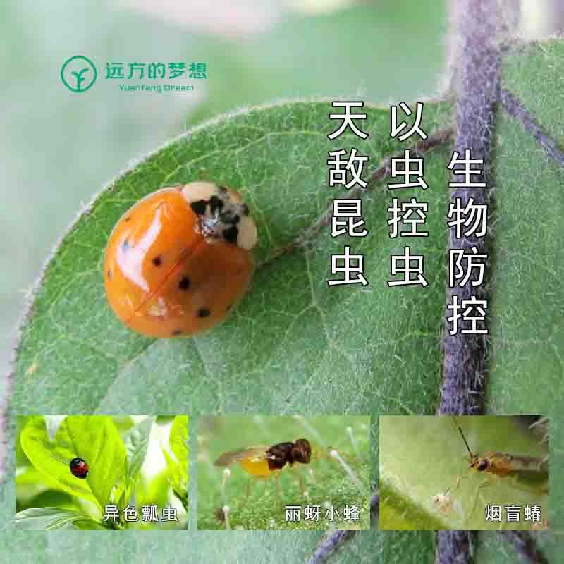 【北京仓发货！自选有机菜市场来了！】品种丰富，自由组合 订单满59元包邮到家 顺丰速运 更快更新7月2日上图4