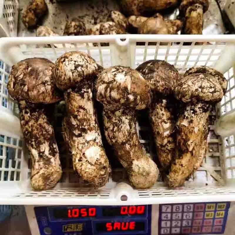 【检测SGS298项农残0检出 稻城亚丁的野生松茸】来自海拔4000米+的高原松茸 没来过稻城 一定要尝一尝稻城的松茸鲜脆嫩图4