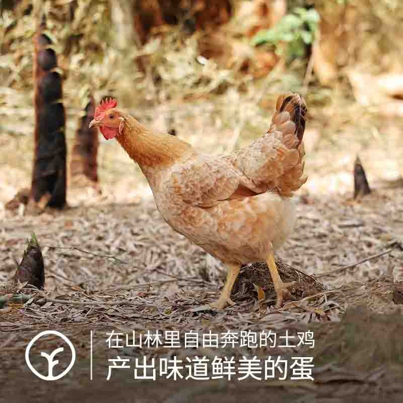 【通过远方375项检测 远方好物定制有机土鸡蛋！】谷物喂养 清水一煮就很香 现捡现发 只发当日鲜蛋 30枚/箱图2