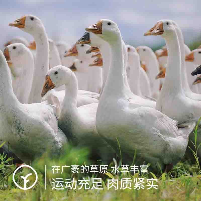 【通过远方116项检测 草原卤大鹅】180天湿地散养 野性觅食 营养丰富肉质饱满紧实 古法卤制 开袋即食图5