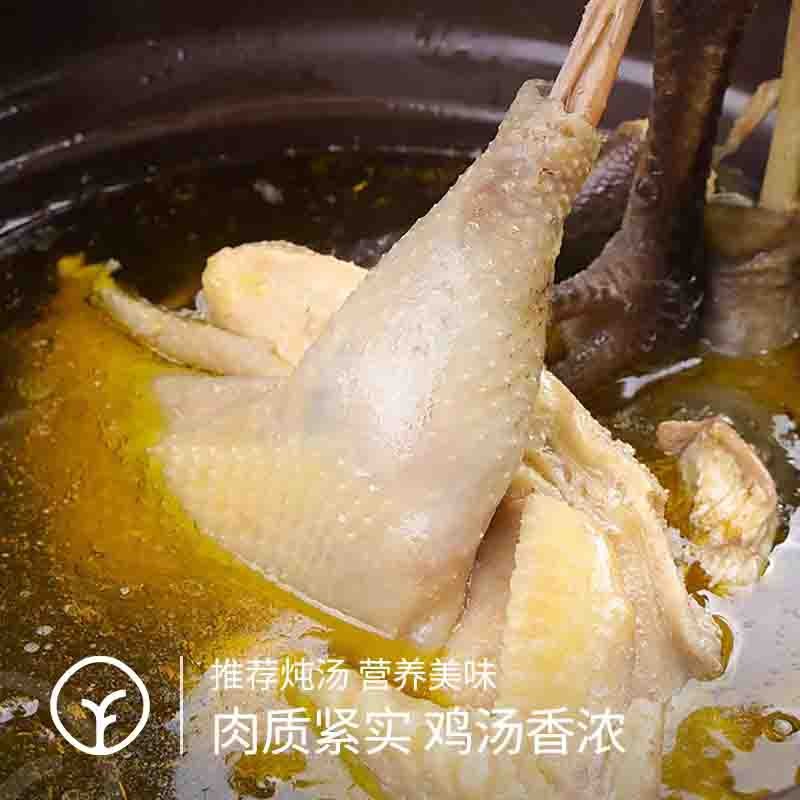 【通过远方116项检测】山林里梨树下散养500天 跑山老母鸡 推荐炖汤 鸡汤香浓 肉质紧实 净重2.2~2.6斤/只图4