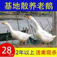 28元一斤基地散养老鹅(下单货到确认收货)